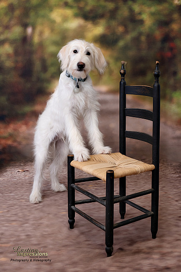 Dog Portraits